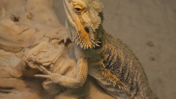 Bearded agama a common species of reptiles in Asia - Materiał filmowy, wideo