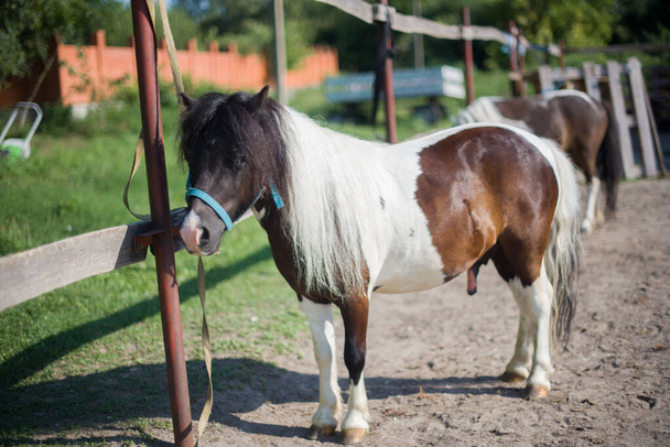 A beautiful, well-groomed horse on a farm. Ranch. Farmer. Cowboy. - Fotoğraf, Görsel