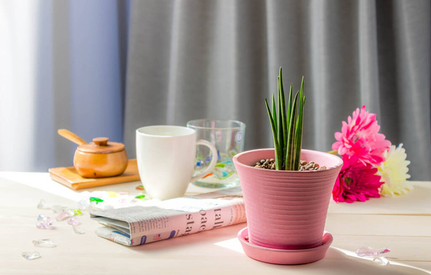 Sansevieria Stucky sadzone w różowym garnku i kolorowe szklanki na stole w oknie ze światłem słonecznym. - Zdjęcie, obraz