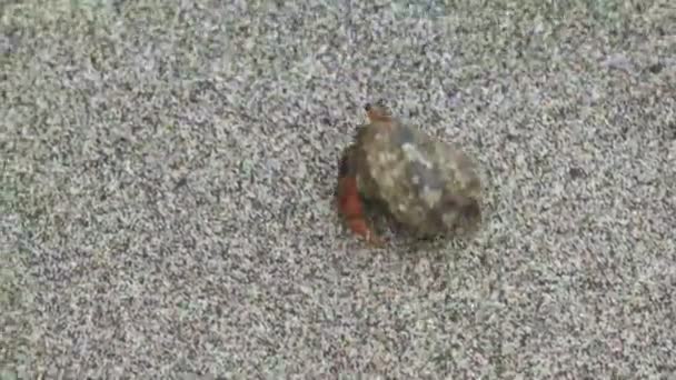Hermite Crabe marchant dans le sable
 - Séquence, vidéo