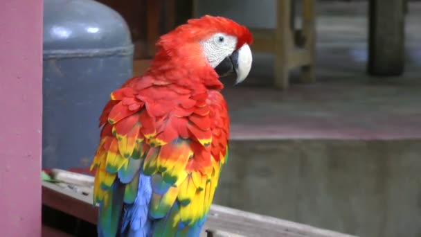Video da vicino di Scarlet Macaw. Ha sofferto di estinzione locale attraverso la distruzione dell'habitat e la cattura per il commercio dei pappagalli
 - Filmati, video