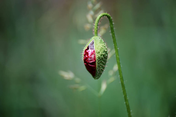 Red spring poppy bud - Fotografie, Obrázek