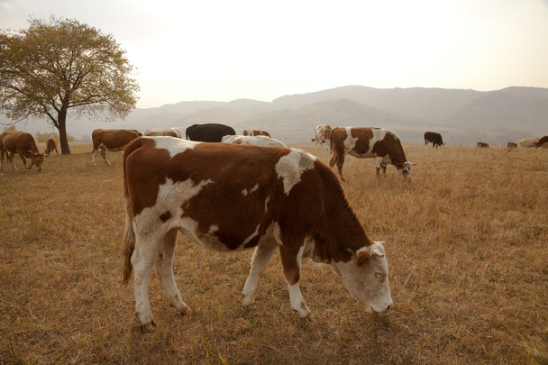 Rinder auf Gras - Foto, Bild