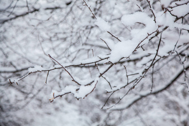 Forêt d'hiver. Fond d'hiver, branches d'arbres dans la neige
 - Photo, image