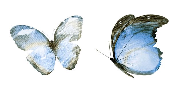 Two watercolor butterflies , isolated on white background - 写真・画像