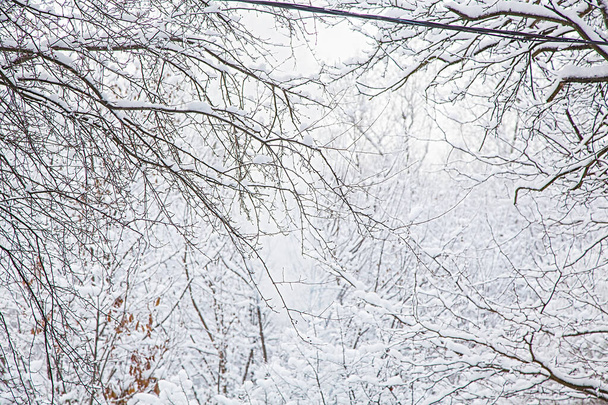 Winter forest. Winter background, tree branches in the snow. - Photo, Image