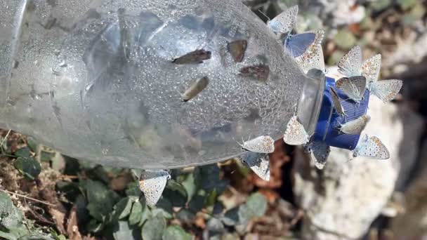 Farfalle strisciano su una bottiglia di plastica
 - Filmati, video