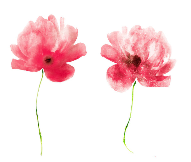 Watercolor flowers , isolated on white background - Foto, Imagem