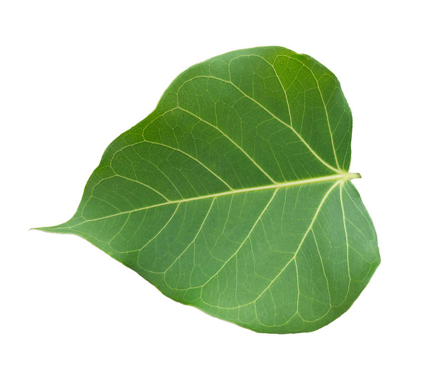 Pho tree leaves  On a white background - Photo, Image