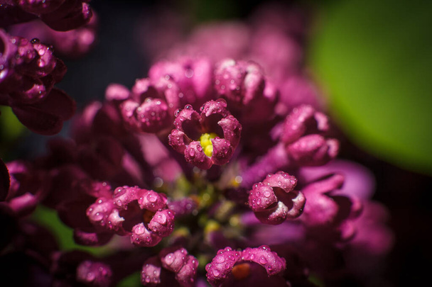 Beautiful purple lilac branch in early spring - Zdjęcie, obraz