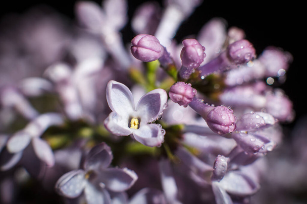 Beautiful purple lilac branch in early spring - Zdjęcie, obraz