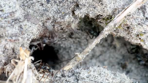 de mier kruipt op een schudden bloem. macro - Video