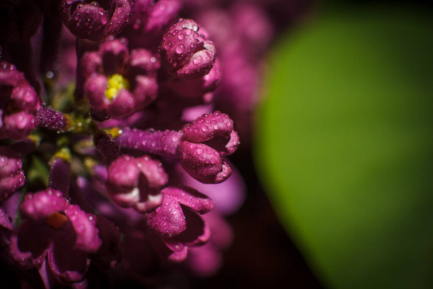 Beautiful purple lilac branch in early spring - Фото, зображення