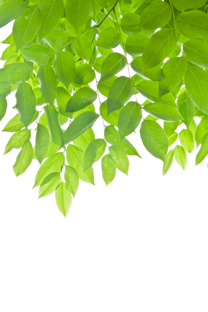hojas verdes sobre fondo blanco - Foto, Imagen