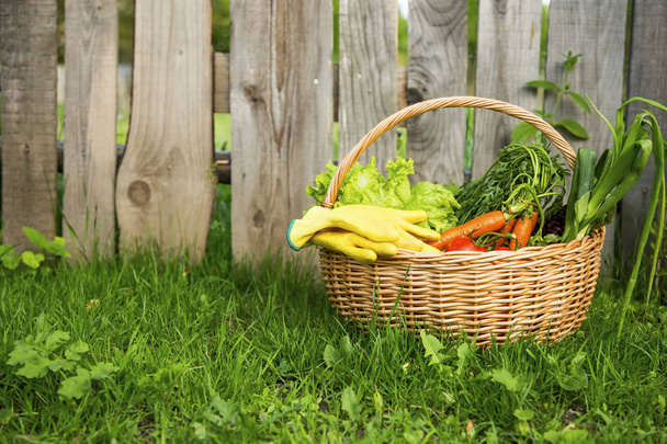 Fresh organic vegetables basket freshly harvested from the garde - Photo, Image