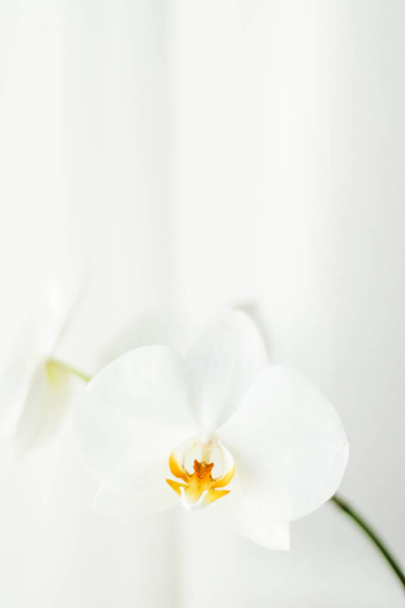 Flor de orquídea blanca en flor, flor floral abstracta art backgr
 - Foto, Imagen