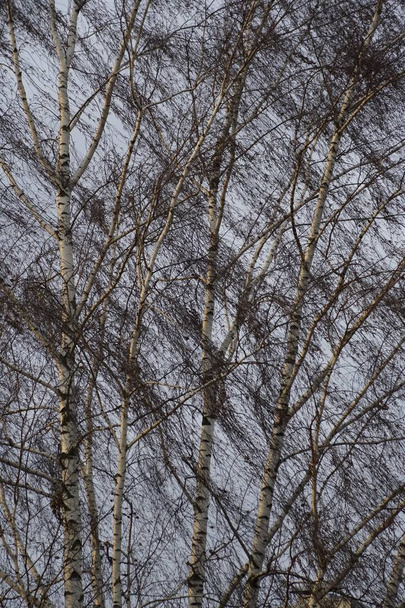 Birch on a windy day. A tree without leaves in the fall. Texture and background. - 写真・画像
