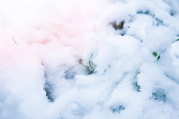 beautiful grass from the snow - Zdjęcie, obraz