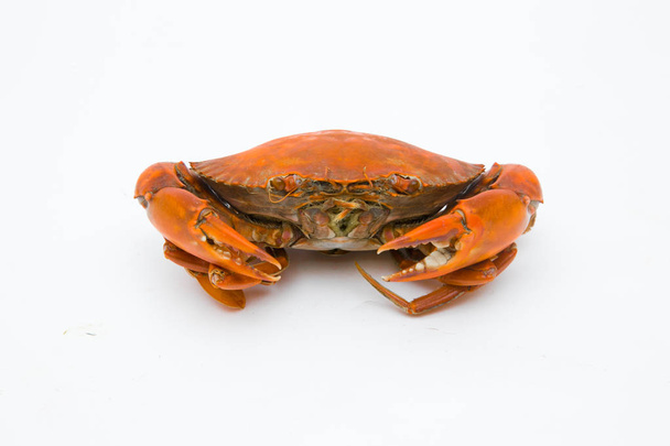 Crabe cuit à la vapeur sur fond blanc
. - Photo, image