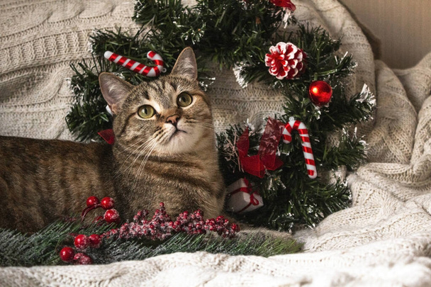 Καφέ ριγέ γατούλα σε πλεκτό μάλλινο μπεζ καρό με χριστουγεννιάτικο στεφάνι και διακόσμηση Πρωτοχρονιάς. Μικρή χαριτωμένη χνουδωτή γάτα. - Φωτογραφία, εικόνα