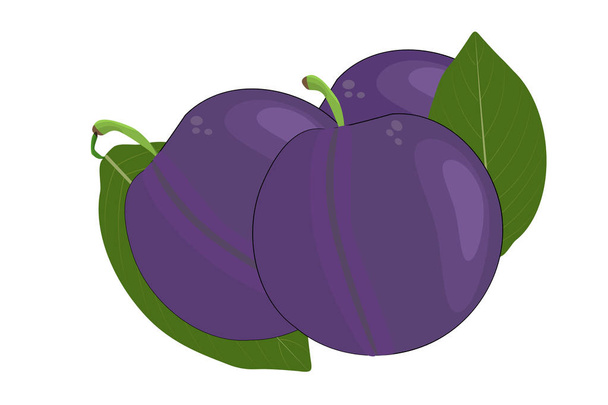 Prune isolée sur fond blanc. Prunes et feuilles. Simple dessin animé style plat fruits biologiques
. - Vecteur, image