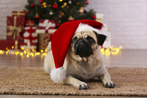 Adorable pug over the christmas tree with blurry festive decor. Portrait of beloved dog with wrinkled faceat home and pine tree with bokeh effect lights. Close up, copy space. - Foto, immagini