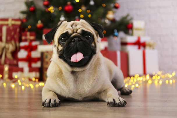 Adorable pug over the christmas tree with blurry festive decor. Portrait of beloved dog with wrinkled faceat home and pine tree with bokeh effect lights. Close up, copy space. - Φωτογραφία, εικόνα