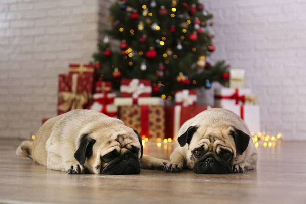 Two adorable pugs over the christmas tree with blurry festive decor. Portrait of beloved dogs with wrinkled face at home and pine tree with bokeh effect lights. Close up, copy space. - Fotó, kép