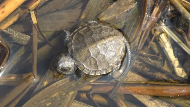 Young Tortoise after hatched from egg and reached reservoir, Resting and cooling down after hard road on dusty road. Top view - Záběry, video