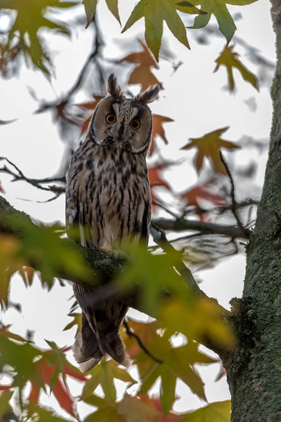 The long-eared owl is back in the village in the tree - Photo, Image