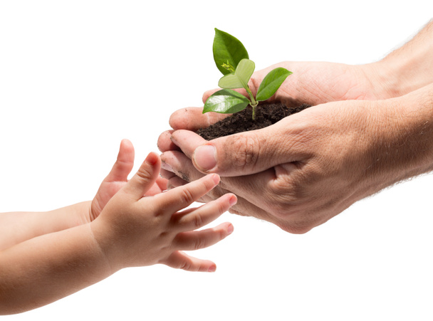 Hands of a child taking a plant from the hands of a man - white background - Photo, Image