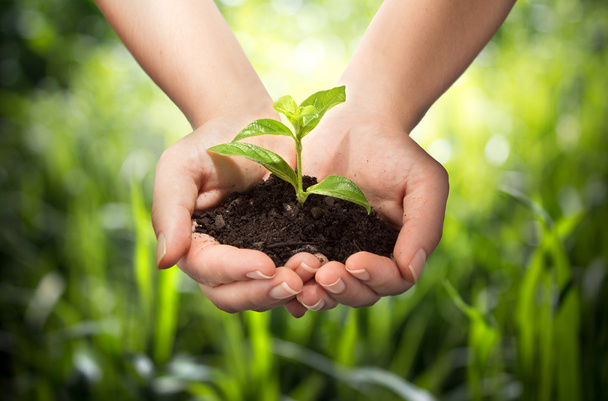 Plant in hands - grass background - Photo, Image