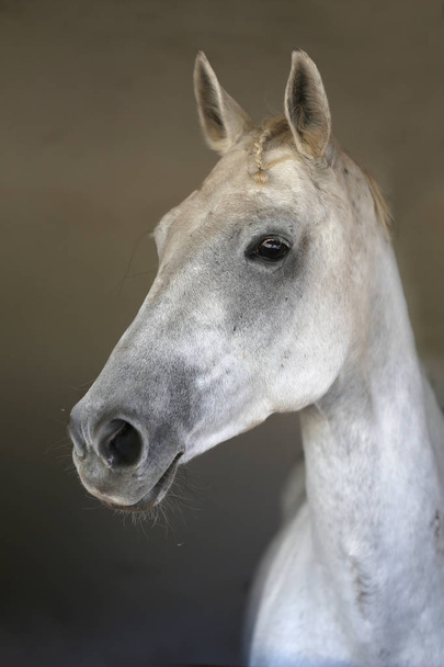 Portrait of a beautiful saddle horse in the barn - Фото, изображение
