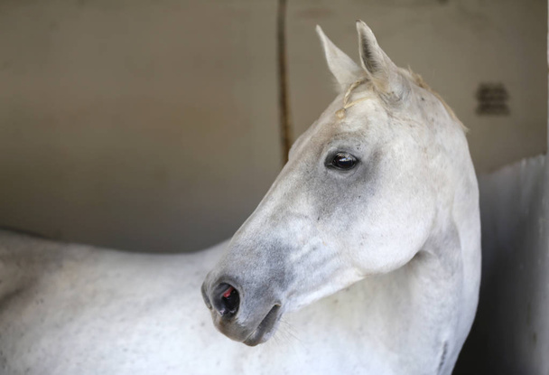 Портрет красивого сідлового коня в сараї
 - Фото, зображення