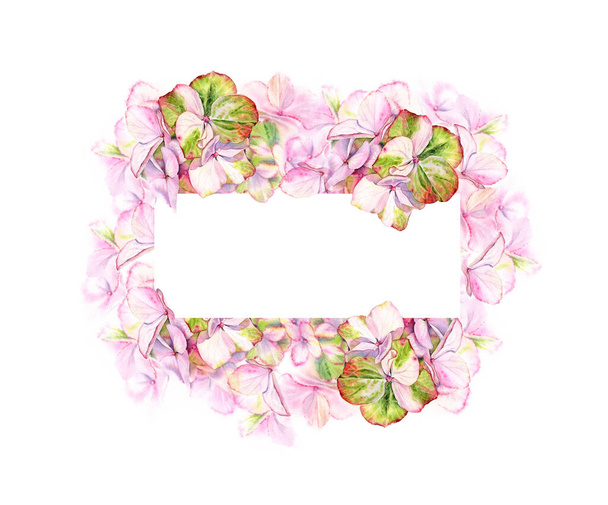 Vaaleanpunainen Hortensia vesiväri banneri. Iso yksityiskohtainen hortensia kukkia pastelli vihreä väri. Käsin piirretty kukka kuva valkoisella taustalla häät suunnittelu, onnittelukortit, kirjoitus
 - Valokuva, kuva