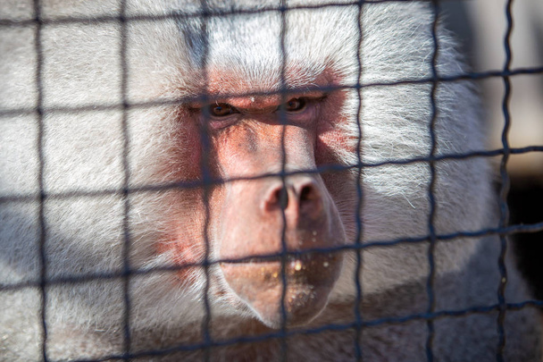 Małpy pawiany w zoo w słoneczny dzień. - Zdjęcie, obraz