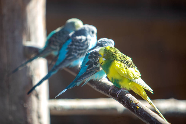 Πολύχρωμοι παπαγάλοι σε κλουβί σε ζωολογικό κήπο. - Φωτογραφία, εικόνα