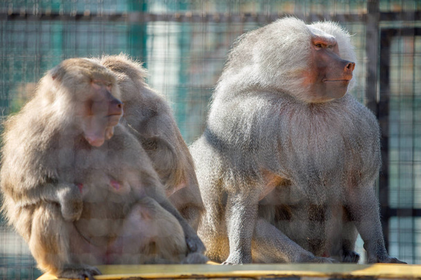 Baboon monkeys in a zoo on sunny day. - Photo, Image