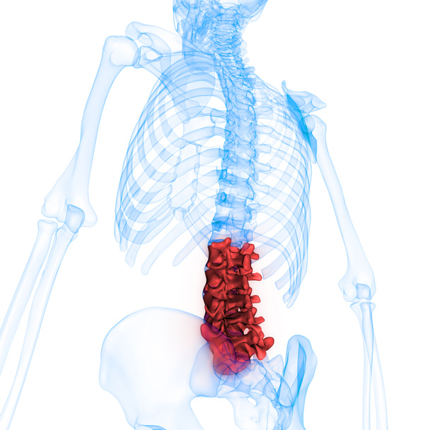 Human Skeleton Vertebral Column Anatomy (Lumbar Spine). 3D - Illustration - Photo, Image