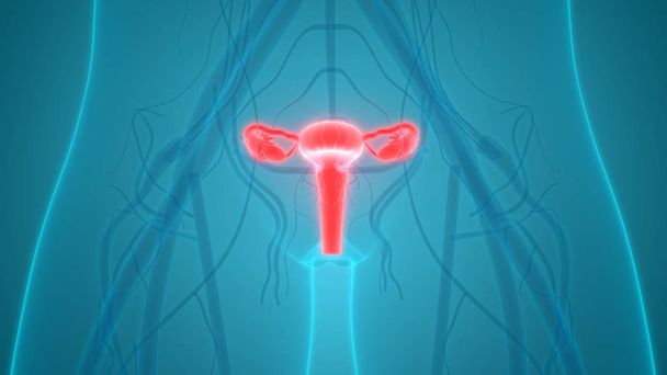 Anatomia żeńskiego układu rozrodczego. 3d - Ilustracja - Zdjęcie, obraz
