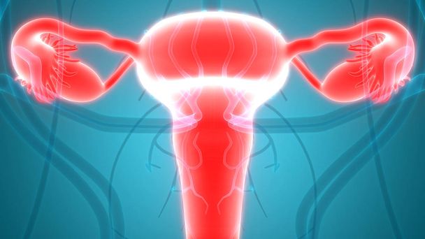 Anatomie ženského reprodukčního systému. 3D - ilustrace - Fotografie, Obrázek