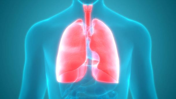 Anatomia polmonare del sistema respiratorio umano. 3D - Foto, immagini
