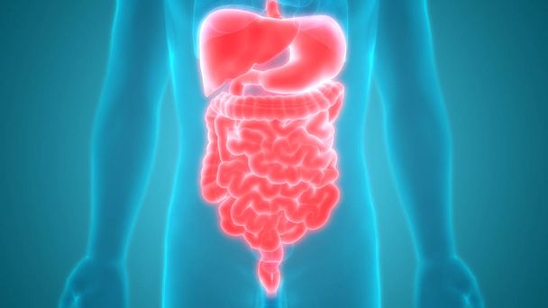 Anatomía del intestino grueso del sistema digestivo humano. 3D
  - Foto, imagen