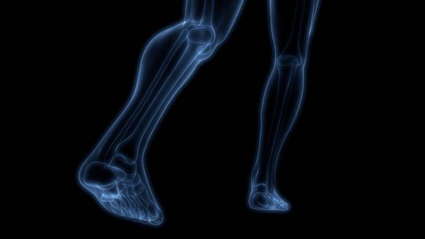 Anatomie lidských kostí kloubů (klouby nohou a nohou). 3D - ilustrace - Fotografie, Obrázek