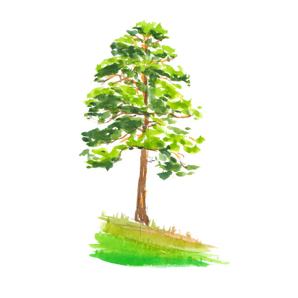 Pine on a steep bank isolate - quick watercolor illustration, spring fresh greens shadow - Φωτογραφία, εικόνα