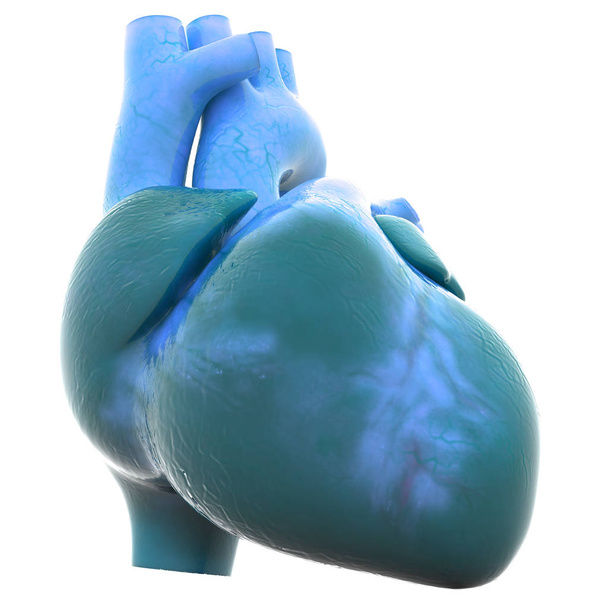 Anatomia do Coração Humano. 3D - Ilustração
 - Foto, Imagem