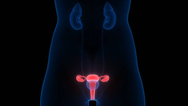 Anatomie van het vrouwelijke voortplantingssysteem. 3d - Illustratie - Foto, afbeelding