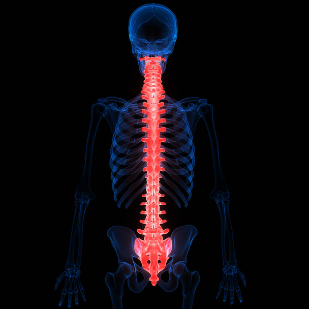 Human Skeleton System Vertebral Column Anatomy. 3D - Illustration - Photo, Image