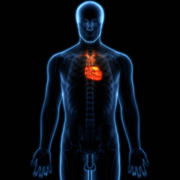 Anatomie des menschlichen Herzens. 3d - Illustration - Foto, Bild