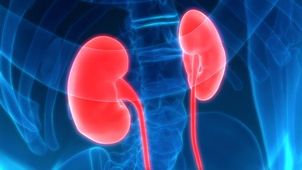 Nieren van het menselijk urinesysteem met blaasanatomie. 3d - Illustratie - Foto, afbeelding